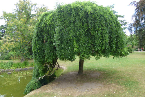 Sophora Pleureur (Sophora japonica Pendula)