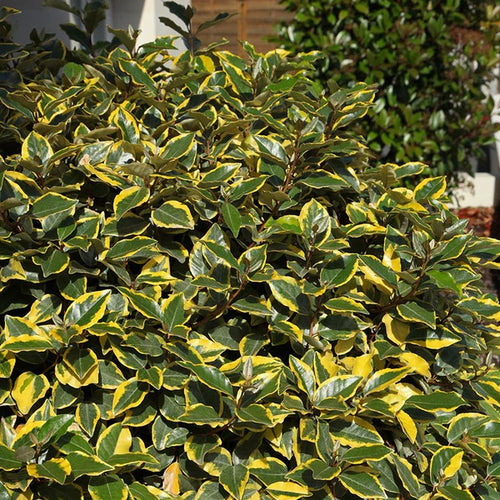 Elaeagnus Ebbingei Viveleg en tige