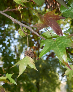 Liquidambar Slender Silhouette