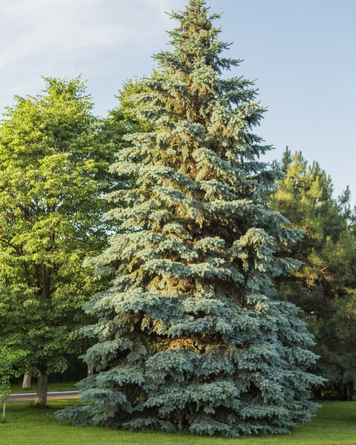 Sapin bleu