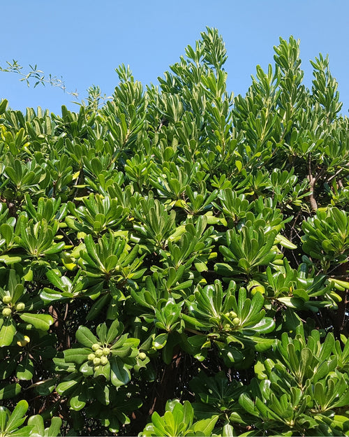 Pittosporum de Chine en tige