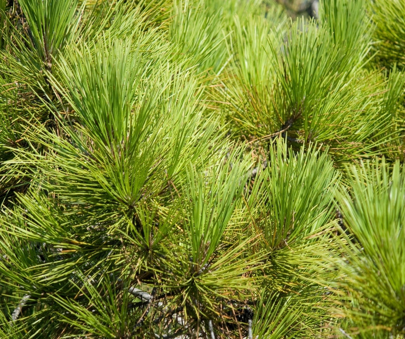 Pin maritime (Pinus Pinaster)