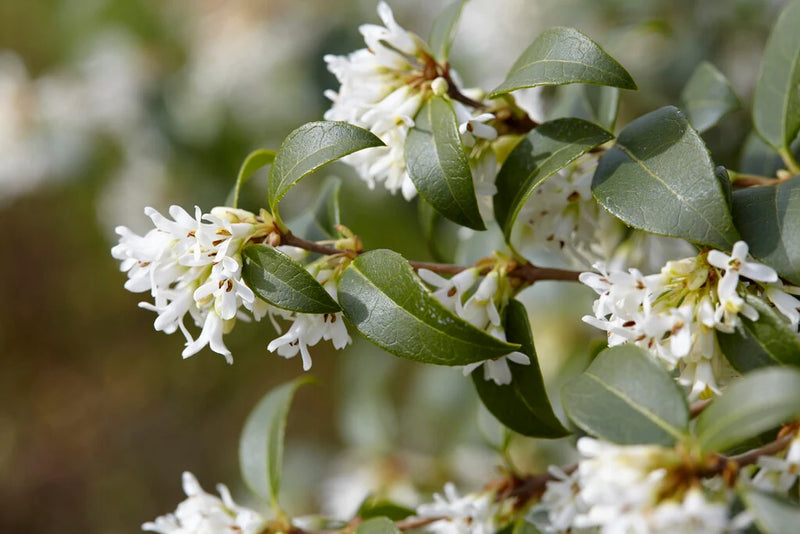 Osmanthe de Burkwood (Osmanthus Burkwoodii)