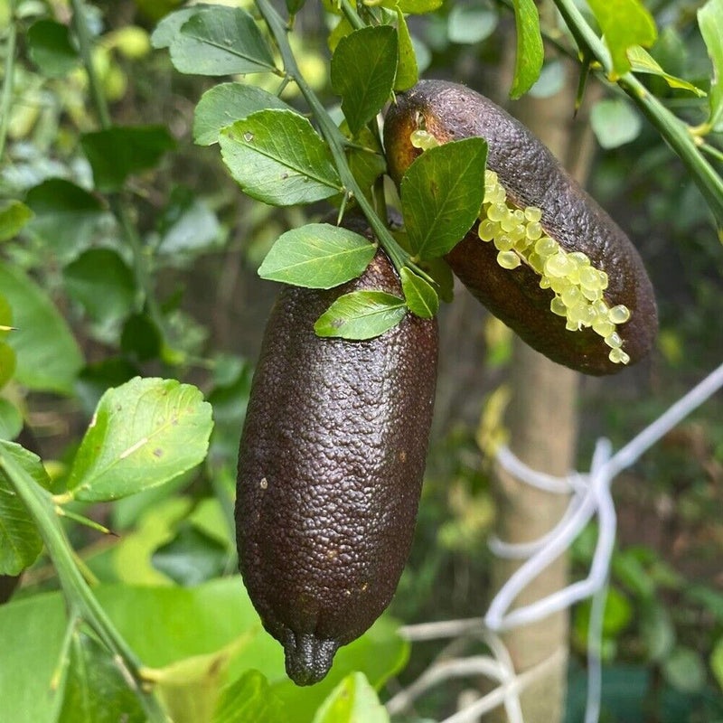 Citronnier Caviar (Microcitrus Australasica)