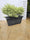 Jardinière 30L avec proposition Pittosporum Tenuifolium