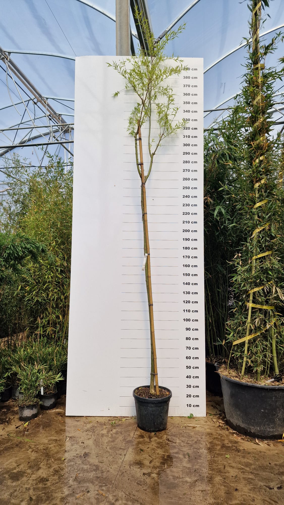 Saule Pleureur (Salix alba Tristis)