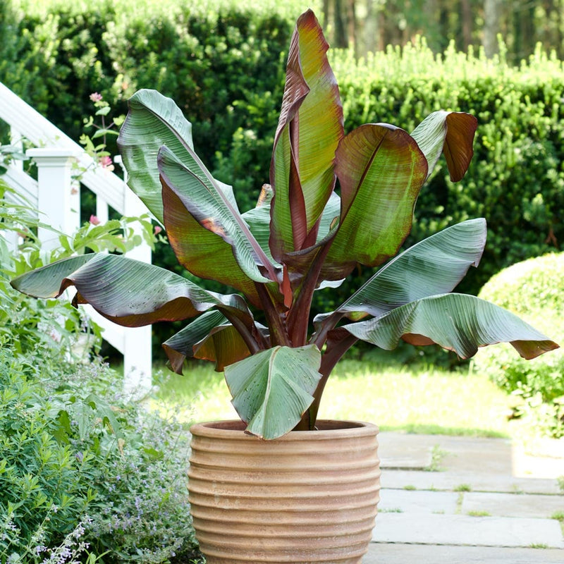 Bananier à feuilles rouges (Musa Ensete Maurelli)