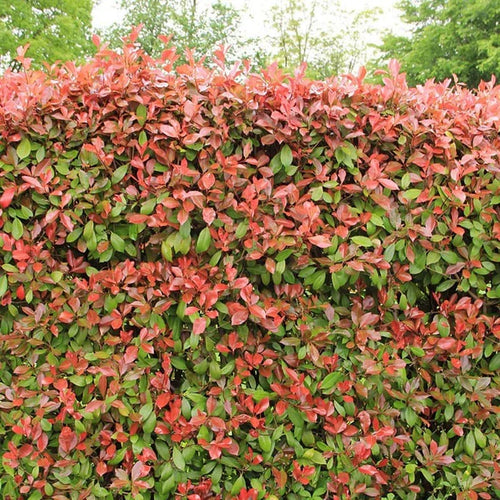 Photinia Red Robin (en Tige)