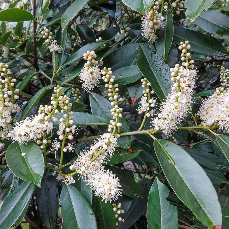 Laurier du Portugal en tige (Prunus lusitanica)