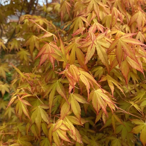 Acer Palmatum Orange Dream