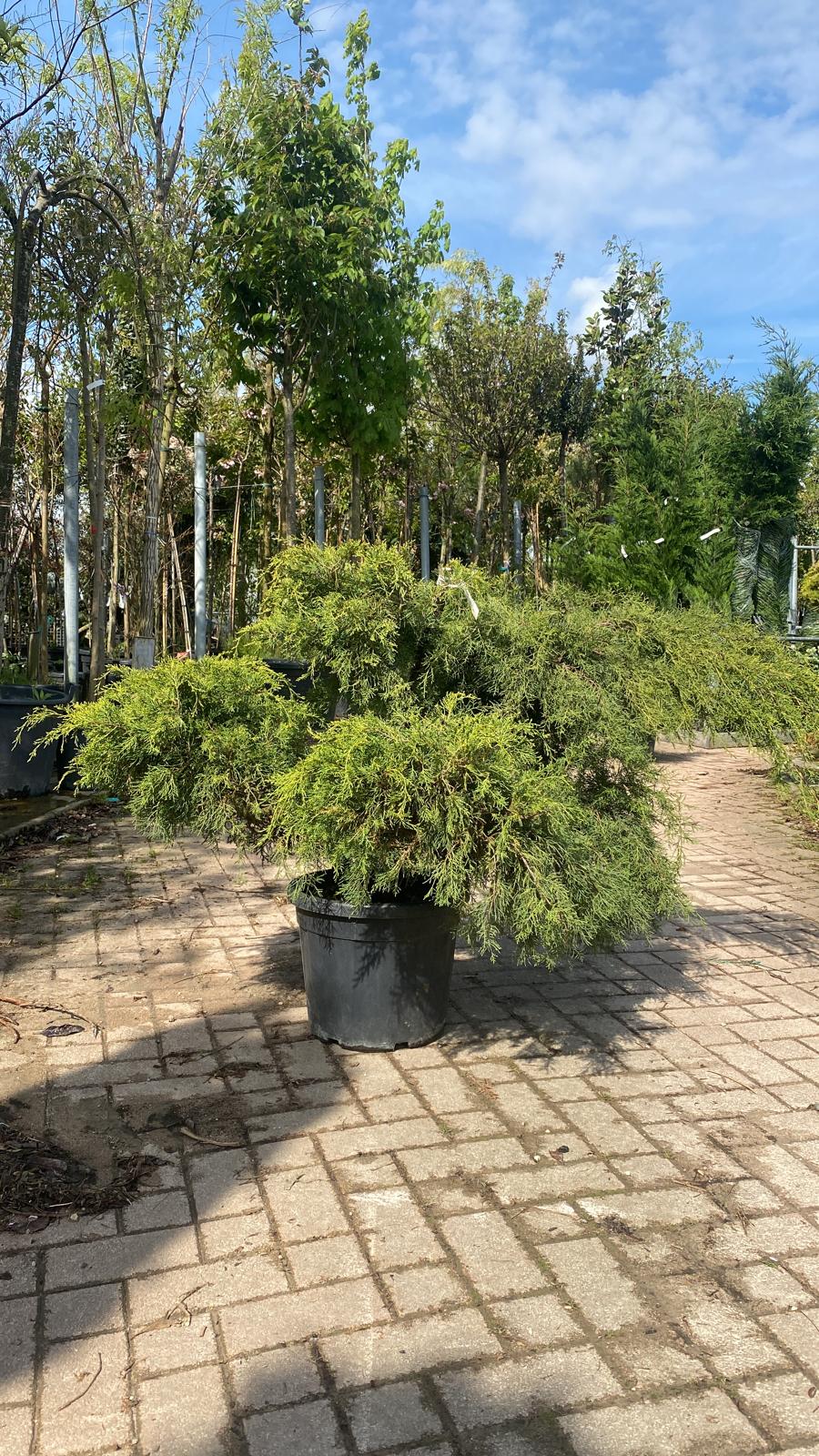 Genévrier Rampant (Juniperus horizontalis)