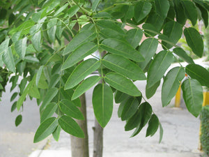 Sophora Pleureur en tronc torsadé