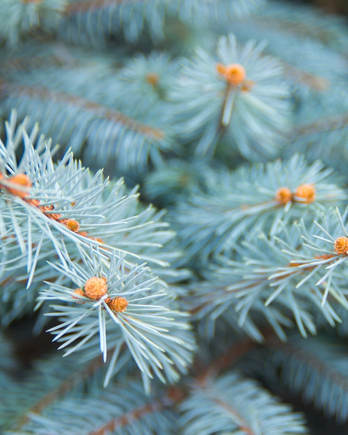 Sapin bleu
