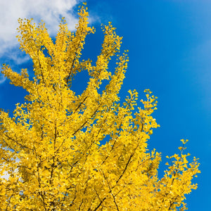 Ginkgo Biloba Fastigiata Blagon en tige