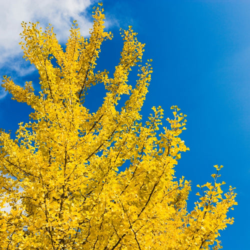 Ginkgo Biloba Fastigiata Blagon