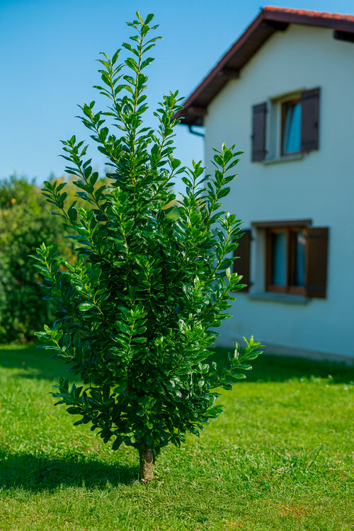 Houx d'ornement (Ilex Nellie R. Stevens)