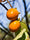 Image to render
