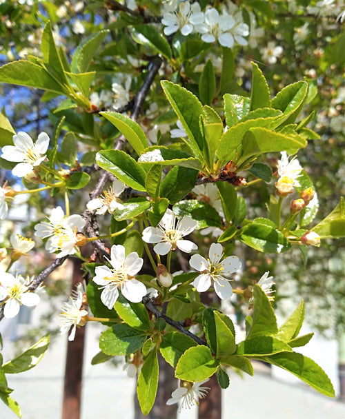 Cerisier du Japon boule (Prunus Fruticosa Globosa)