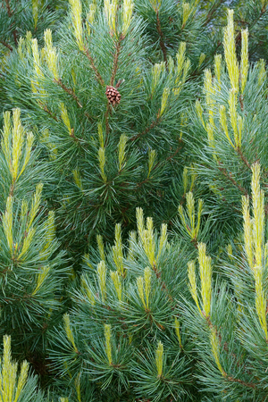 Pin sylvestre Nain
