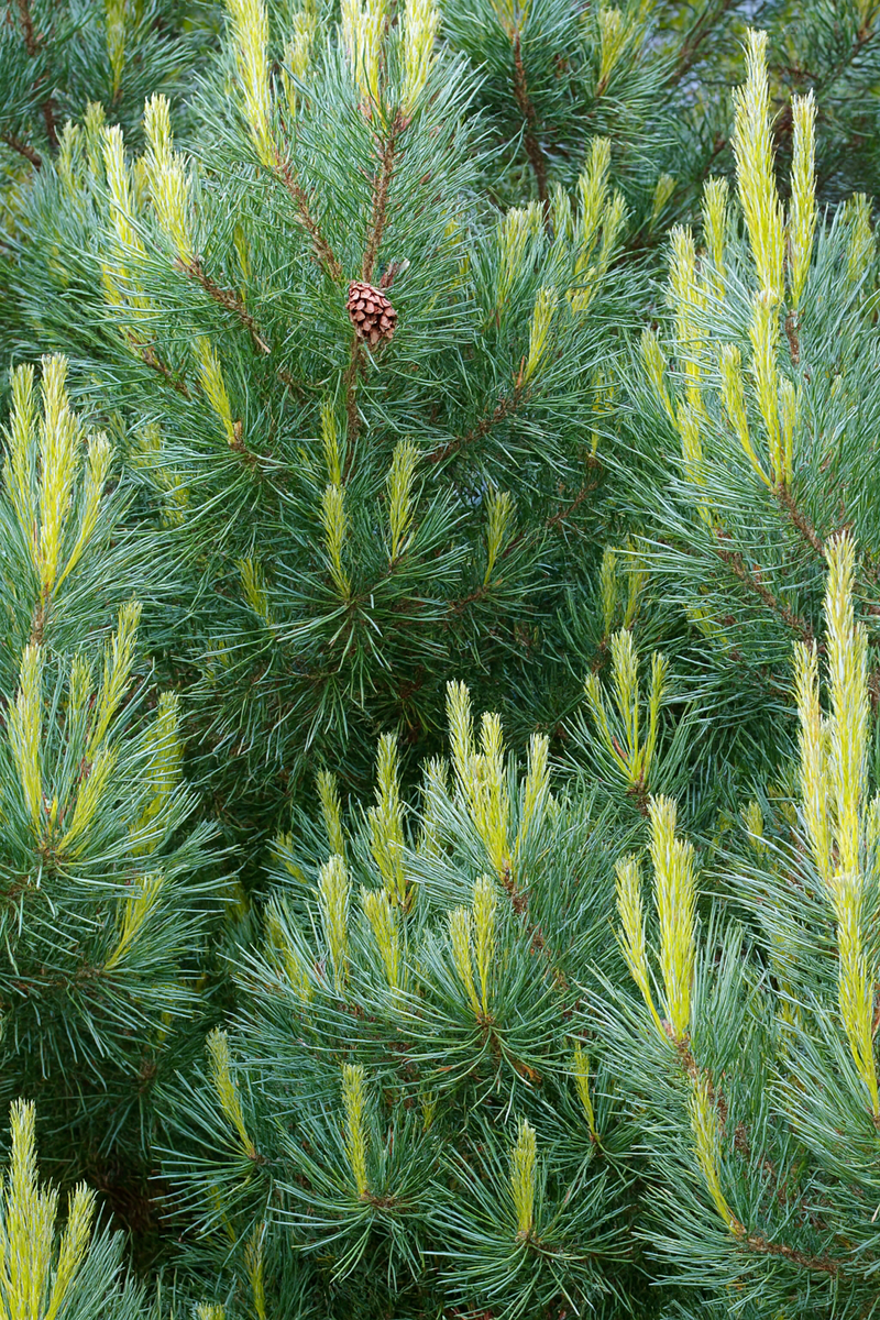 Pin sylvestre Nain