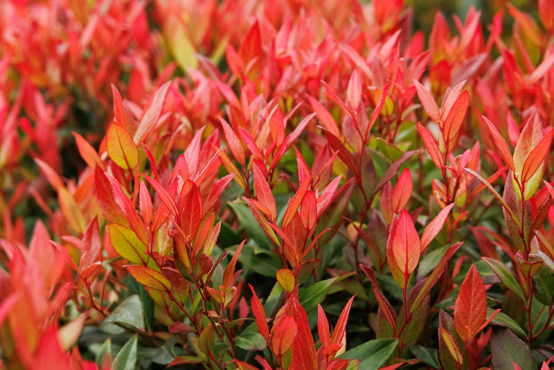 Leucothoé