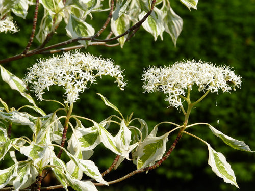 Cornouiller des Pagodes panaché (Cornus controversa Variegata)