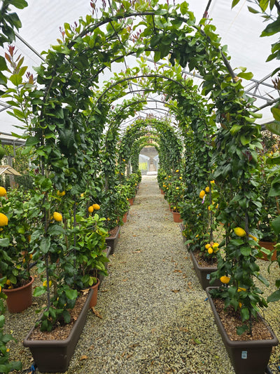 Citronnier Jaune en Arche