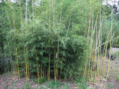 Bambou (Phyllostachys) Aureosulcata Aureocaulis