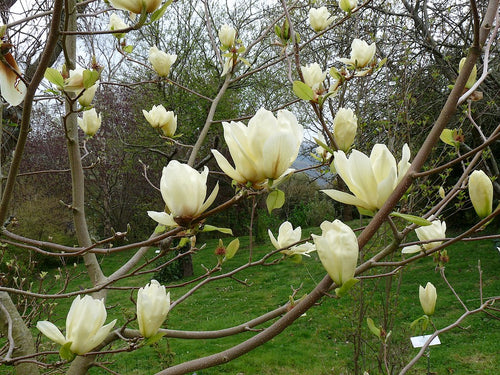 Magnolia (Magnolia Yellow River)