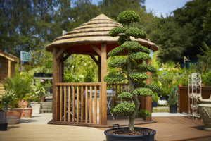 Ilex Crenata Niwaki
