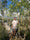 Image to render