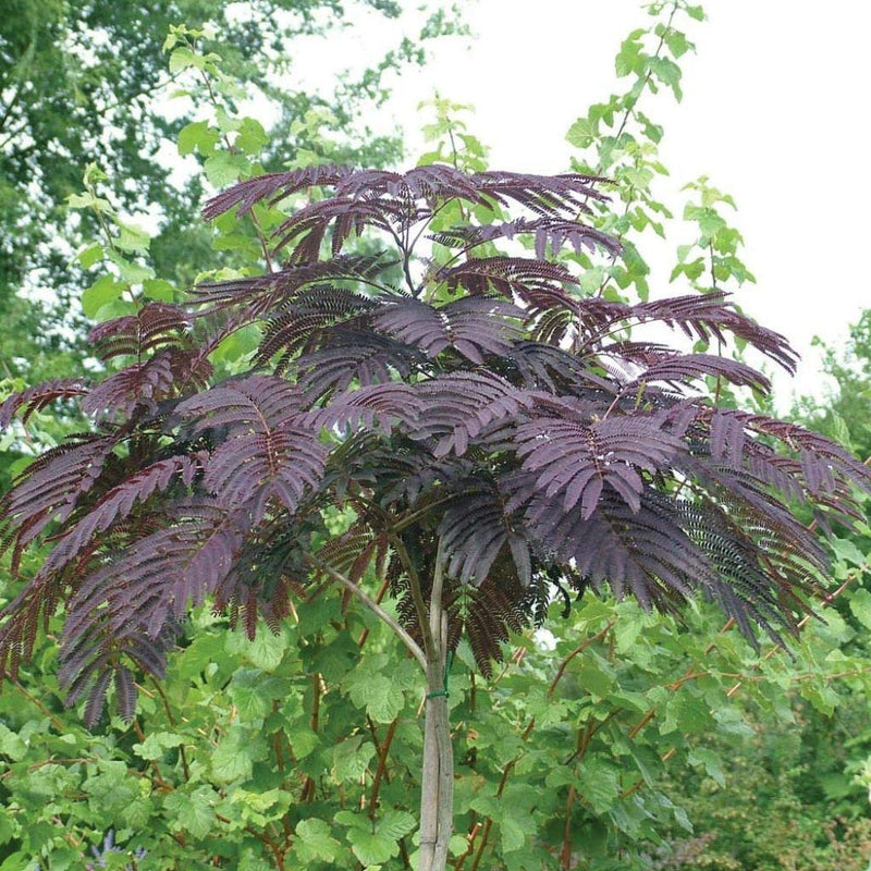 Albizia Julibrissin 'Summer Chocolate'