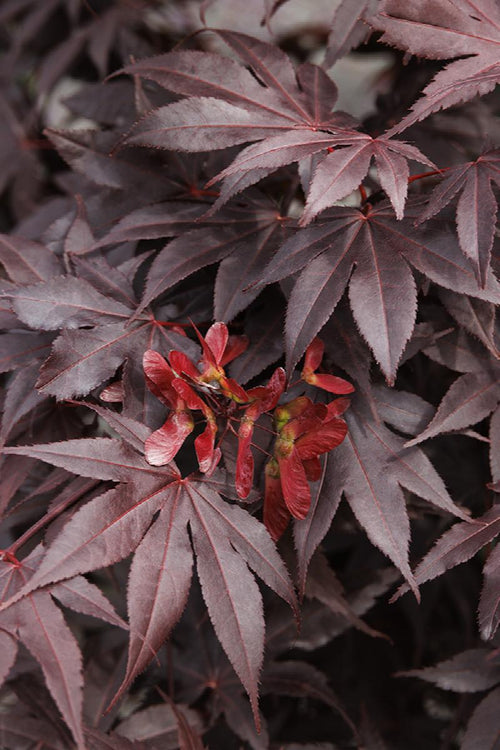 Acer Palmatum Bloodgood