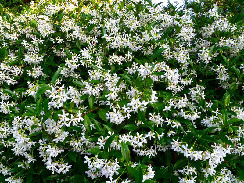 Jasmin étoilé grimpant en palissade