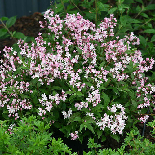 Deutzia (Deutzia Gracilis)