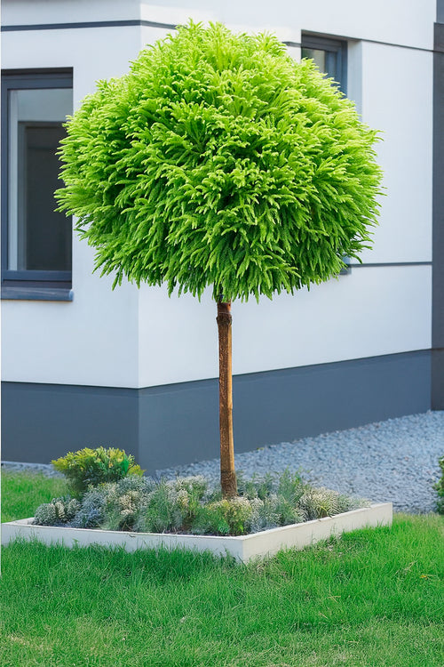Cèdre du Japon (Cryptomeria Japonica)