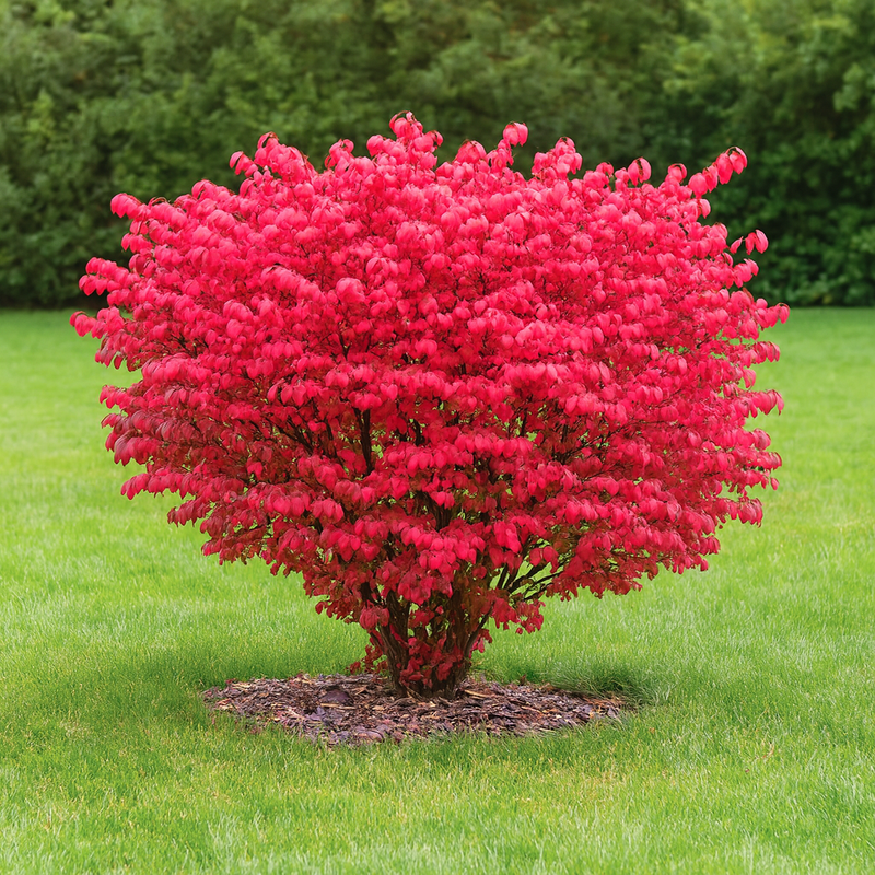 Fusain Ailé (Euonymus atalus)