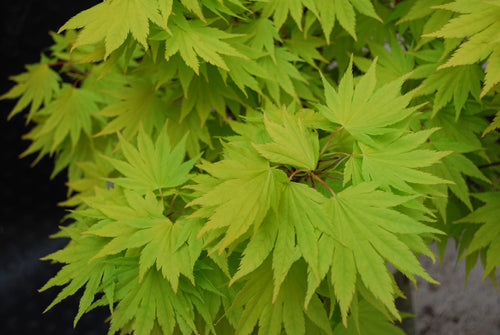 Acer Shirasawanum Jordan