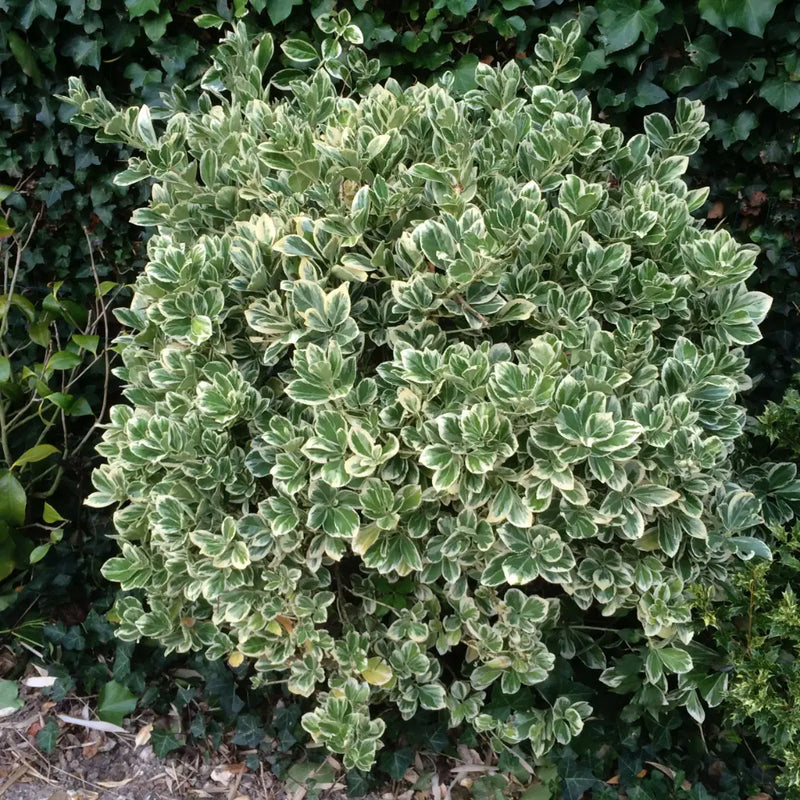 Fusain du Japon 'Bravo' (Euonymus Japonicus)