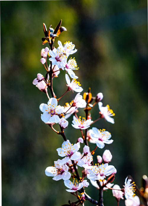 Abricotier Bergeron (Prunus armeniaca Bergeron)