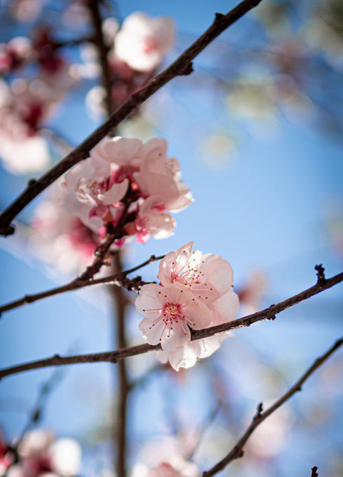 Abricotier Luizet (Prunus Armeniaca)