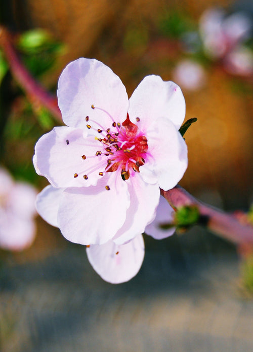 Abricotier Rouge du Roussillon (Prunus armeniaca Rouge du Roussillon)