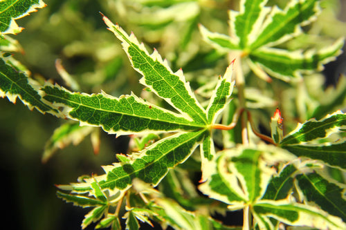 Acer Palmatum Butterfly