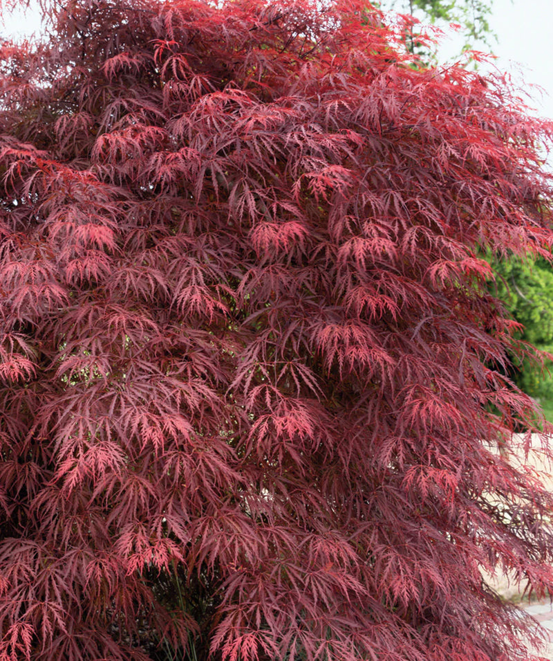 Acer Dissectum Garnet