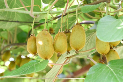 Kiwitier (Actinidia)