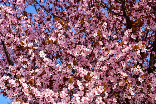 Cerisier Japonais à Fleurs en touffe (Prunus Pissardii)