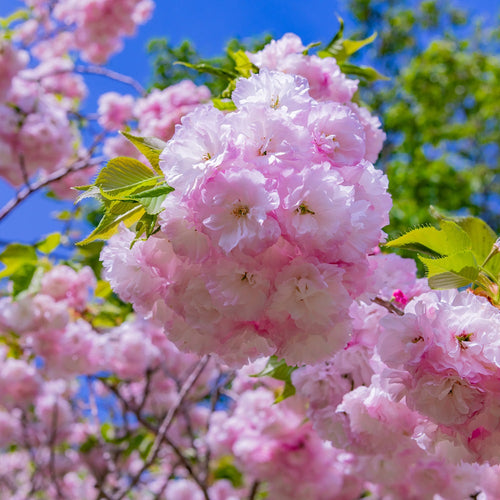 Cerisier Japonais à Fleurs en demi-tige (Prunus Serrulata Kanzan)