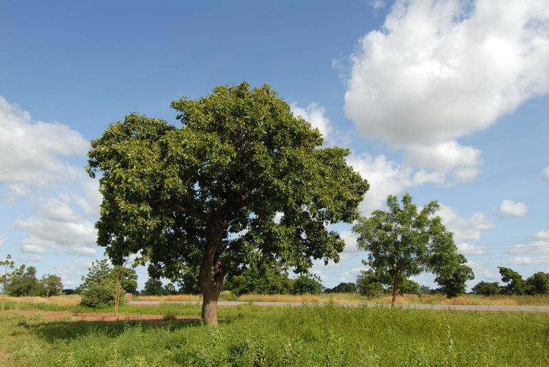 Noyer (Juglans)