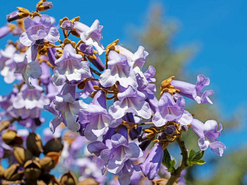 Arbre impérial (Paulownia)