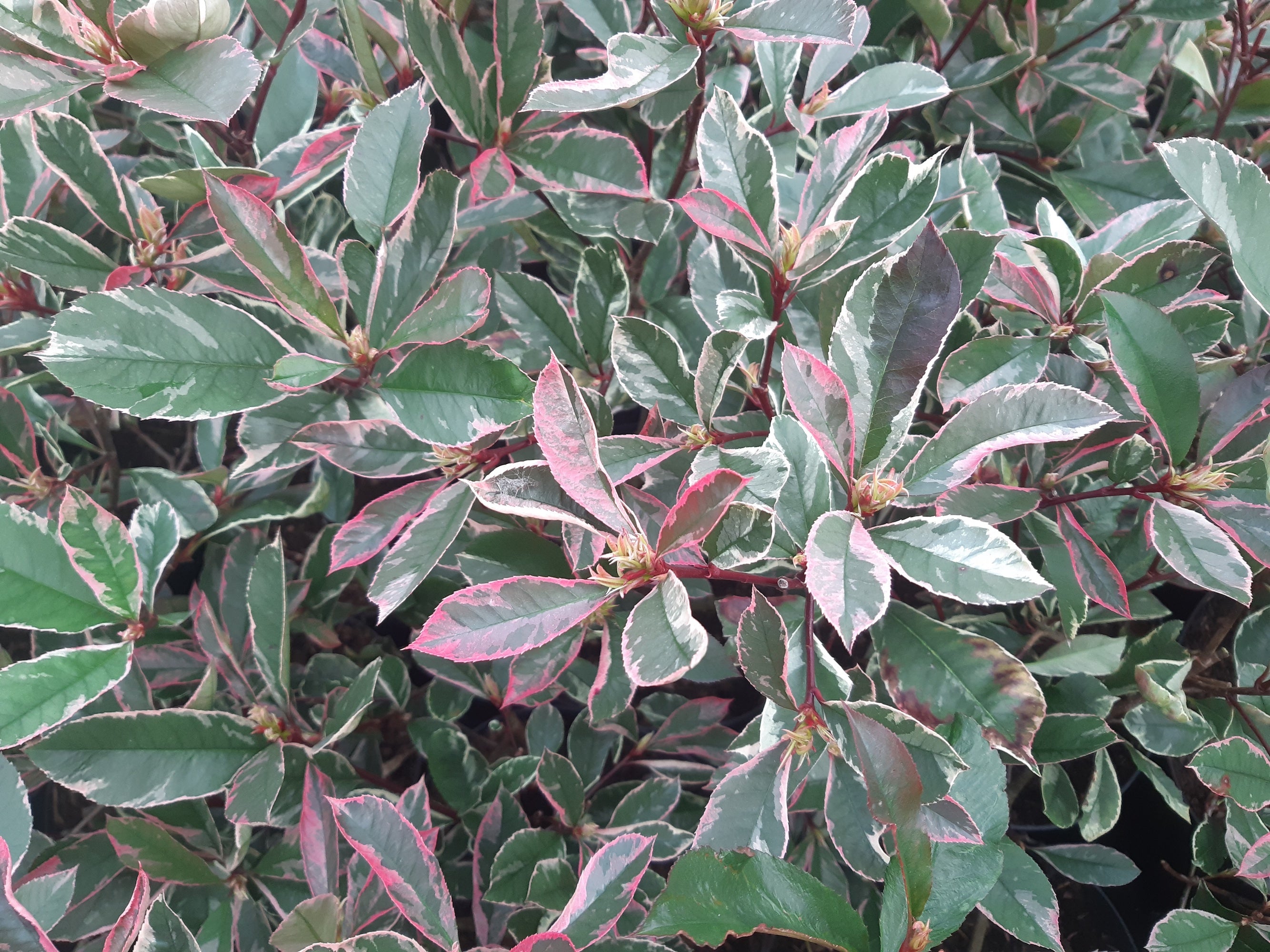 Zoom sur le Photinia et ses différentes variétés – Plante Île-de-France